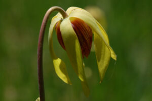 California Pitcherplant, Darlingtonia californica