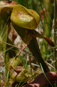 California Pitcherplant, Darlingtonia californica