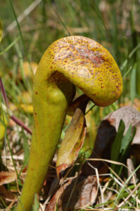 California Pitcherplant, Darlingtonia californica