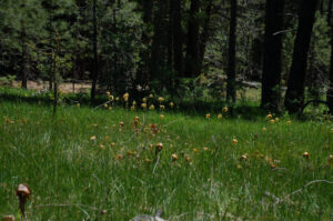 California Pitcher Plant bog, Darlingtonia californica