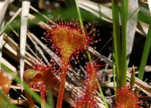 Round Leaved Sundew, Drosera rotundifolia