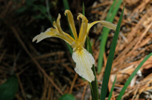 Hartweg's Iris, Iris hartwegii