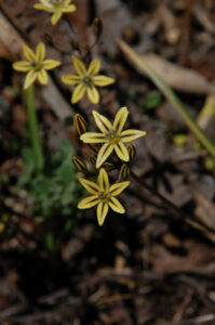 Pretty Face, Triteleia ixioides