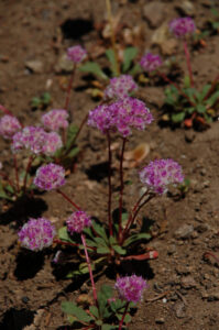 Pussypaws, Calyptridium umbellatum