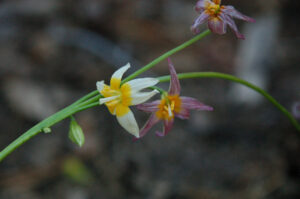 Plainleaf Fawn Lily, Erythronium purpurascens