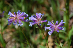 Meadow Penstemon, Penstemon rydbergii