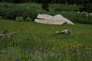 Meadow of Flowers