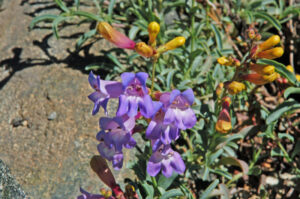 Azure Penstemon, Penstemon azureus