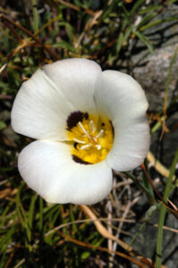Leichtlin's Mariposa Lily, Calochortus leichtlinii