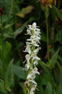 White Bog Orchid, Platanthera dilata