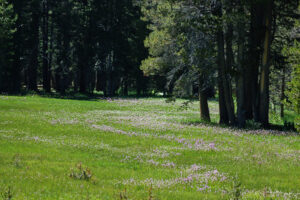 Meadow at White Wolf