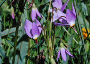 Alpine Shooting Star, Primula alpinum