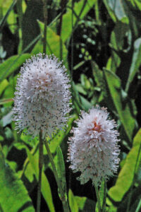 Western Bistort, Polygonum bistortoides