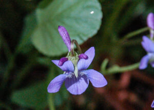 Western Dog Violet, Viola adunca