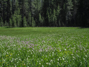 White Wolf meadow, Bistort and Shooting Stars