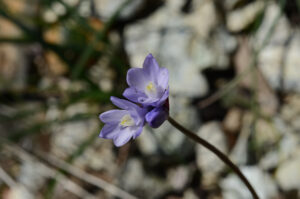 Blue Dicks, Dichelostemma capitatum