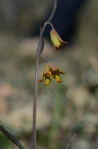 Butte County Fritillary, Fritillaria eastwoodiae