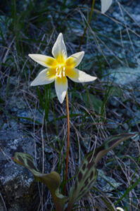 Sierra Fawn Lily, Erythronium multiscapideum