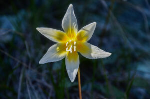 Sierra Fawn Lily, Erythronium multiscapideum