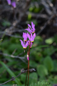 Foothill Shooting Star, Primula hendersonii