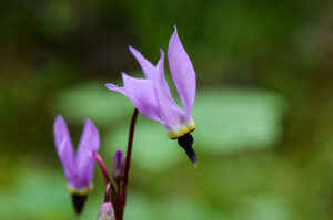 Foothill Shooting Star, Primula hendersonii