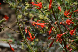 Scarlet Gilia, Ipomopsis aggregata