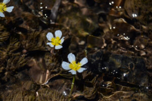 Water Buttercup, Ranunculus aquatilis