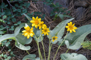 Arrowleaf Balsamroot, Balsamorhiza sagittata