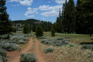 Opening out to the meadow