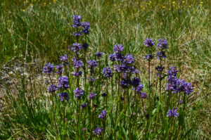 Meadow Penstemon, Penstemon rydbergii