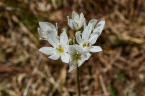 Wild Hyacinth, Triteleia hyacinthina