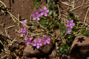 Bridge's Pincushion, Navarretia leptalea