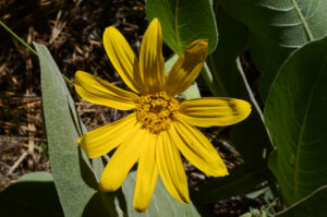 Woolly Mule Ears, Wyethia mollis