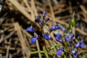 Torrey's Blue-eyed Mary, Collinsia torreyi