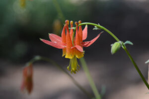 Crimson Columbine, Aquilegia formosa