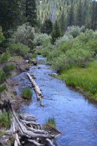 Sagehen Creek