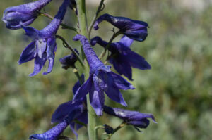 Mountain Larkspur, Delphinium glaucum