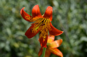 Alpine Lily, Lilium parvum