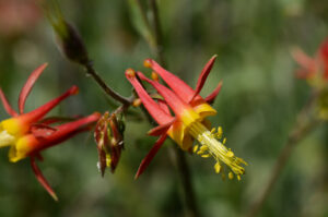 Crimson Columbine, Aquilegia formosa