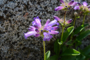 Sierra Penstemon, Penstemon heterodoxus