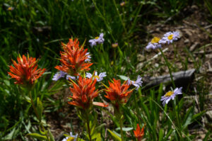 Scarlet Paintbrush, Castilleja miniata