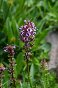 Little Elephant Heads, Pedicularis attollens