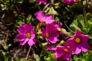 Sierra Primrose, Primula suffrutescens