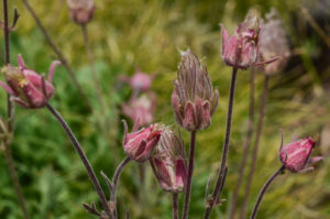 Prairie Smoke, Geum triflorum