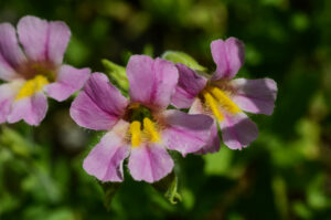 California blushing monkeyflower, Erythranthe erubescens