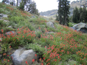 Woods Lake to Winnemucca Lake, climbing along the stream on the higher end