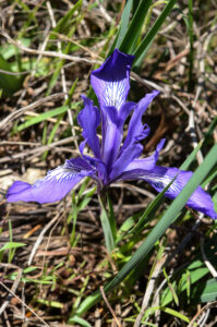 Douglas's Iris, Iris douglasiana