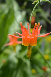 Crimson Columbine, Aquilegia formosa