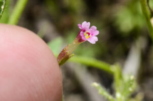 Brewer's Monkeyflower, Mimulus breweri