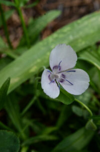 Naked Star Tulip, Calochortus nudus